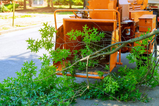 Best Tree Stump Removal  in Lake Shore, UT